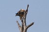 Aigle ravisseur (Aquila rapax) - Botswana