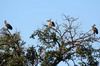White-backed Vulture (Gyps africanus) - Botswana