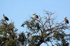 Vautour africain (Gyps africanus) - Botswana