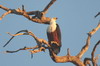 Pygargue vocifer (Haliaeetus vocifer) - Botswana