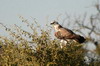 Aigle martial (Polemaetus bellicosus) - Botswana