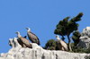 Griffon Vulture (Gyps fulvus) - Crete
