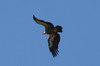 Griffon Vulture (Gyps fulvus) - Crete