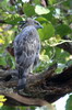 Changeable Hawk-eagle (Nisaetus cirrhatus) - India