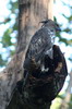 Aigle hupp (Nisaetus cirrhatus) - Inde