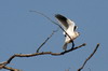 Black-winged Kite (Elanus caeruleus) - India