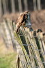 Buse variable (Buteo buteo) - France