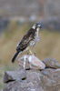 Variable Hawk (Geranoaetus polyosoma) - Peru