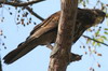 Buse de Harris (Parabuteo unicinctus) - Prou