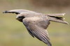 Black Kite (Milvus migrans) - Ethiopia