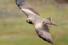 Black Kite (Milvus migrans) - Ethiopia
