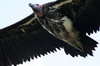 Lappet-faced Vulture (Torgos tracheliotos) - Ethiopia