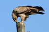 Aigle des steppes (Aquila nipalensis) - Ethiopie