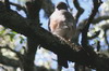 Little Sparrowhawk (Accipiter minullus) - Ethiopia