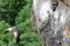 Rppell's Vulture (Gyps rueppelli) - Ethiopia