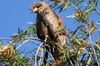 Black Kite (Milvus migrans) - Ethiopia