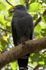 African Harrier-hawk (Polyboroides typus) - Ethiopia