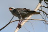 Dark Chanting-goshawk (Melierax metabates) - Ethiopia