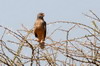 Grasshopper Buzzard (Butastur rufipennis) - Ethiopia