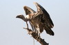 Vautour de Rppell (Gyps rueppelli) - Ethiopie