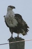 Pygargue vocifer (Haliaeetus vocifer) - Ethiopie