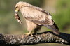Aigle ravisseur (Aquila rapax) - Ethiopie