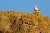 Vautour percnoptre (Neophron percnopterus) - Ethiopie