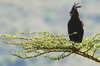 Long-crested Eagle (Lophaetus occipitalis) - Ethiopia