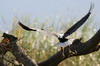 Pygargue vocifer (Haliaeetus vocifer) - Ethiopie