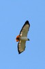 Buse augure (Buteo augur) - Ethiopie