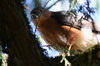 Epervier menu (Accipiter rufiventris) - Ethiopie