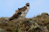 Buse augure (Buteo augur) - Ethiopie