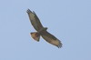 Buse variable (Buteo buteo) - Ethiopie