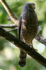 Roadside Hawk (Rupornis magnirostris) - Mexico