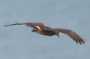 Snail Kite (Rostrhamus sociabilis) - Mexico