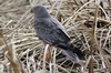 Cinereous Harrier (Circus cinereus) - Argentina