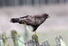 Eurasian Buzzard (Buteo buteo) - France