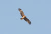 Black Kite (Milvus migrans) - Morocco