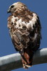 Buse � queue rousse (Buteo jamaicensis) - Canada
