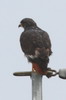 Buse rounoir (Buteo rufofuscus) - Afrique du Sud