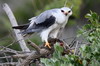 Black-winged Kite (Elanus caeruleus) - South Africa