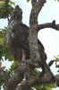 Changeable Hawk-eagle (Nisaetus cirrhatus) - Sri Lanka