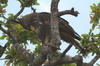 Changeable Hawk-eagle (Nisaetus cirrhatus) - Sri Lanka