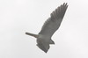 Black-winged Kite (Elanus caeruleus) - Sri Lanka