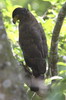 Crested Serpent-eagle (Spilornis cheela) - Sri Lanka