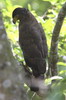 Serpentaire bacha (Spilornis cheela) - Sri Lanka