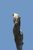 Epervier shikra (Accipiter badius) - Sri Lanka