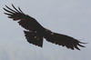 Black Eagle (Ictinaetus malaiensis) - Sri Lanka