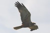 Western Marsh-harrier (Circus aeruginosus) - Romania