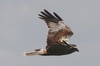 Western Marsh-harrier (Circus aeruginosus) - Romania